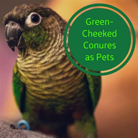 How to Care for a Green-Cheeked Conure Parrot - PetHelpful