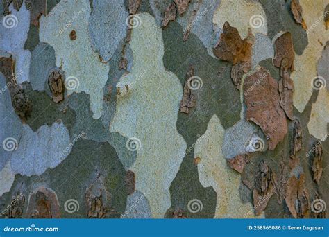 London Plane Tree Bark Texture. Stock Photo - Image of backdrop ...