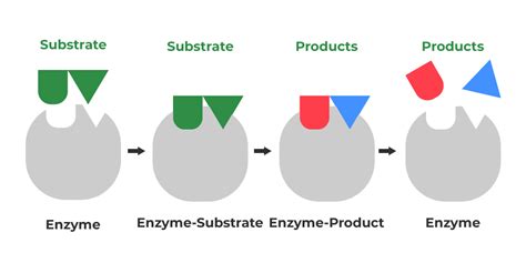 Mechanism of Enzymes Action - GeeksforGeeks (2023)