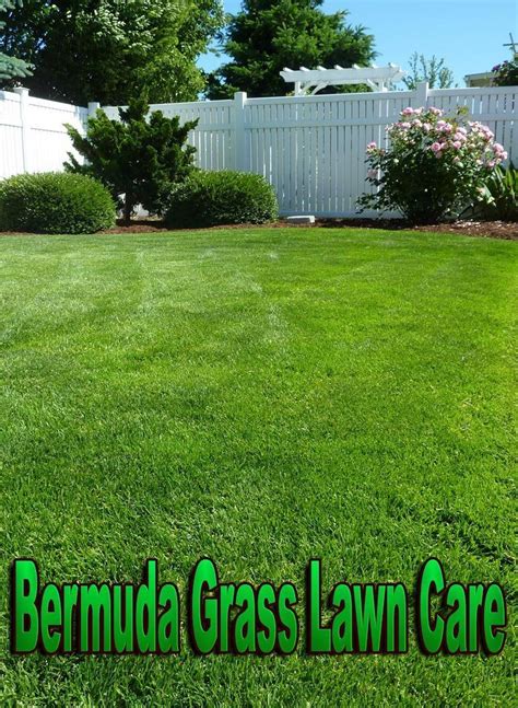 Bermuda Grass Lawn Care. Bermuda is a low-to-the-ground growing, extra-tough variant of grass ...