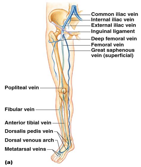 Leg Veins Diagram Labeled