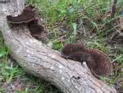 **Official Texas Mushroom Hunting Thread 2014** - Mushroom Hunting and ...