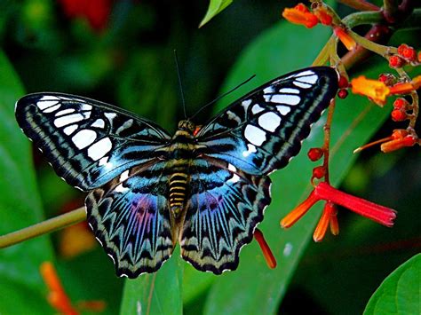 Blue Clipper Butterfly | Butterfly species, Most beautiful butterfly, Beautiful butterflies