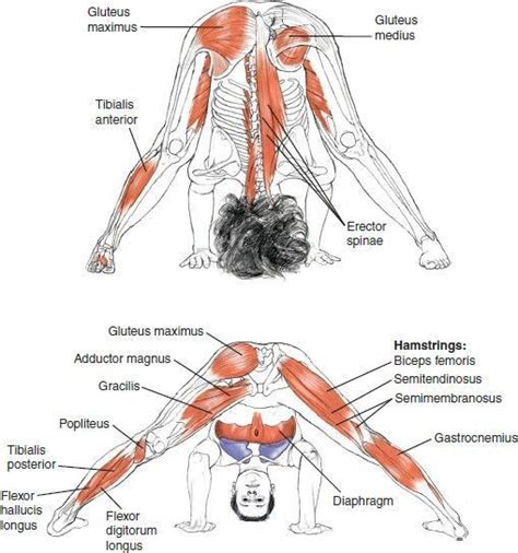 Paschimottanasana Muscles Used - yoga for strength and health from within