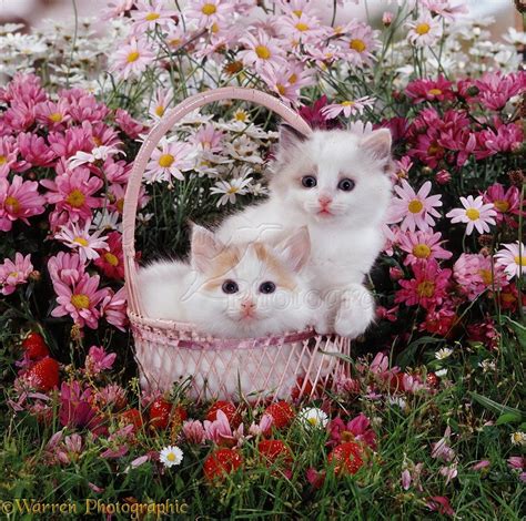 Basket of Kittens Wallpapers on WallpaperDog