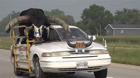 Howdy Doody bull: Nebraska man stopped while driving with full-sized watusi bull riding shotgun ...