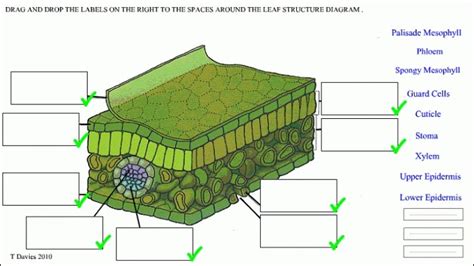 leaf cell Diagram | Quizlet