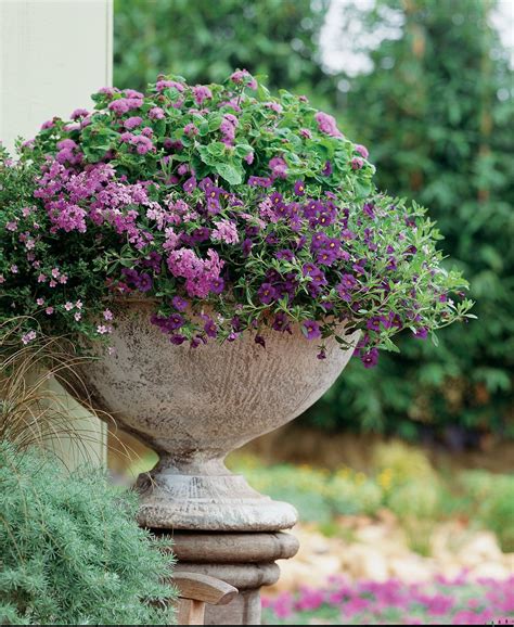 Best Blue Annuals For Shade (Flowers For Pots) - Gardening @ From House ...