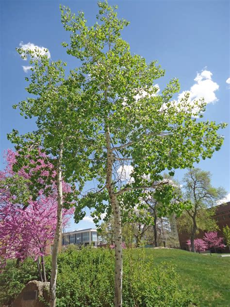 Tree Tour - Facilities - The University of Utah