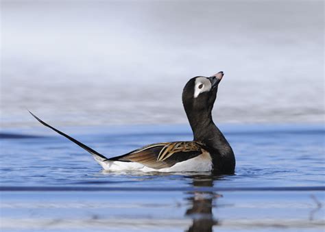 Malcolm Schuyl Wildlife Photography: Long-tailed Duck (Clangula hyemalis) male in breeding ...