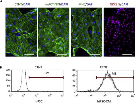 Characterization of hiPSC-Derived Cardiomyocytes (A) Immunofluorescence... | Download Scientific ...