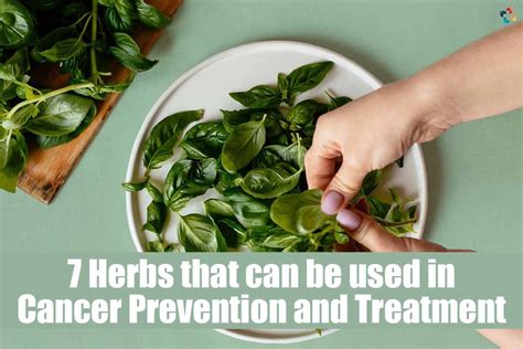 Top 7 Best Herbs Used In Cancer Prevention And Treatment | The ...