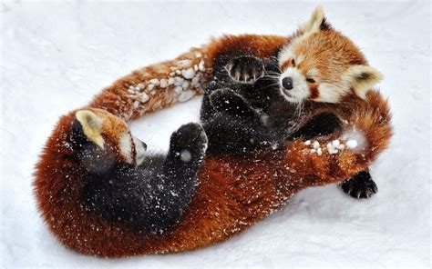 25 Perfectly Captured Photos Of Animals in Snow - Snow Addiction - News about Mountains, Ski ...