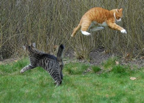 Ninja fight of two cats (17 pics) - Izismile.com