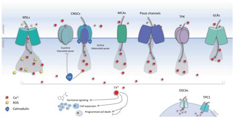 Biology | Free Full-Text | The Course of Mechanical Stress: Types ...