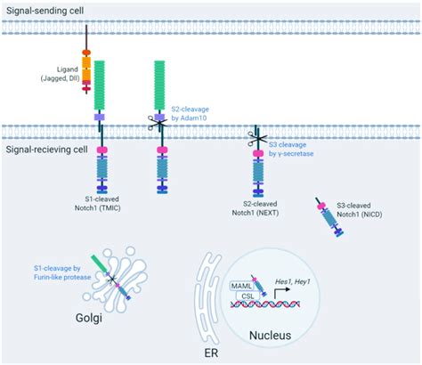 The Notch signaling pathway. Notch signaling requires ligand binding,... | Download Scientific ...