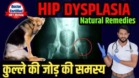 Hip Dysplasia In Dogs Treatment | Natural Remedies | Causes | Symptoms | Treat Hip Without ...