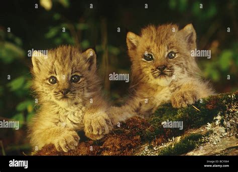 Canadian lynx cubs lynx canadensis hi-res stock photography and images ...