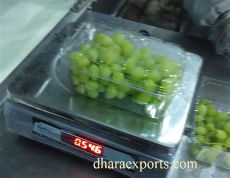 Grapes Buy Fresh Grapes in Nashik Maharashtra India from Dhara Exports