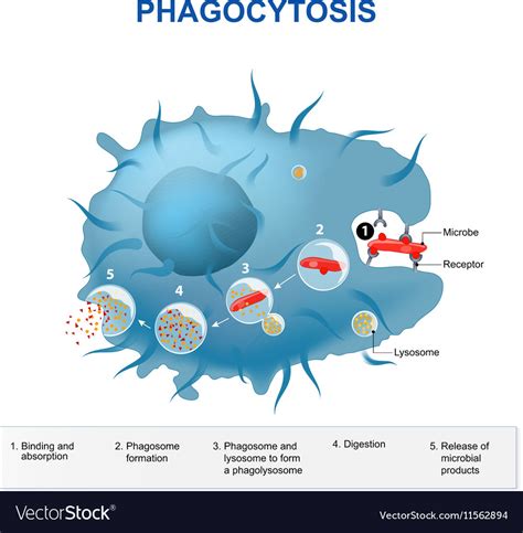 Phagocytosis Royalty Free Vector Image - VectorStock