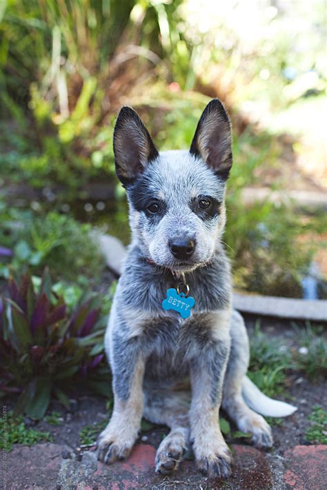 "A Very Cute And Cheeky Blue Heeler Puppy In A Backyard" by Stocksy ...