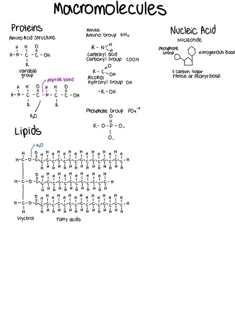 AP Biology Notes And Diagrams - Notability Gallery