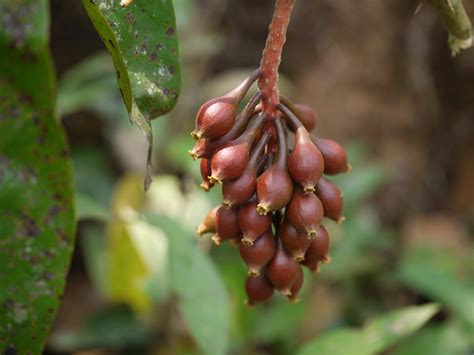 Irumulli (Malayalam: ഇരുമുള്ളി) | Santalaceae (sandalwood fa… | Flickr