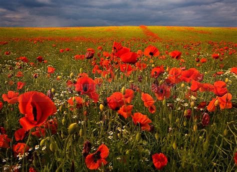 Poppy Fields