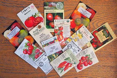 How to Grow Tomatoes from Seed | Gardener's Path