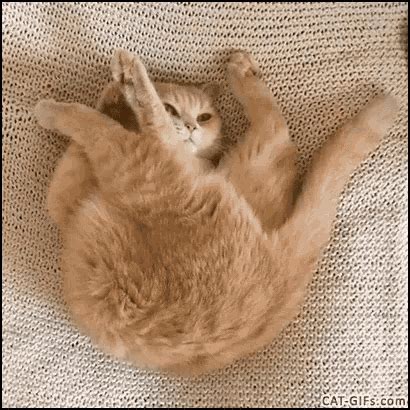 Tired Lazy GIF - Tired Lazy Cats - Discover & Share GIFs