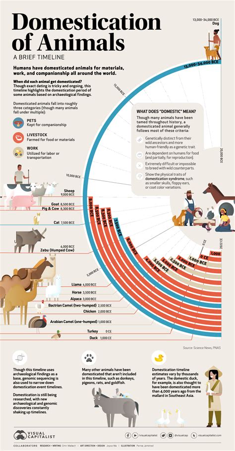 A Large Regular: Timeline: The Domestication of Animals