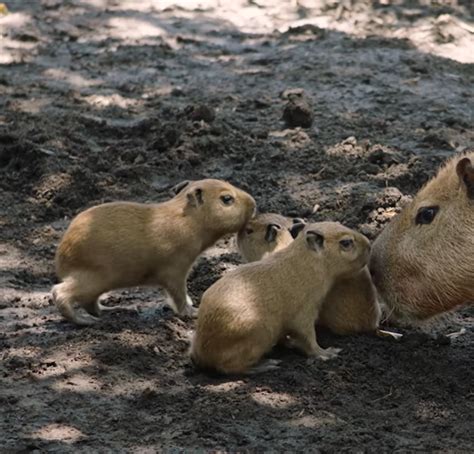 Adorable capybara babies just born at California zoo. Watch as they follow mom around