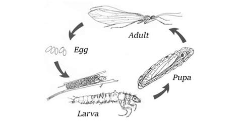 Matching the hatch: the lifecycle of the caddisfly