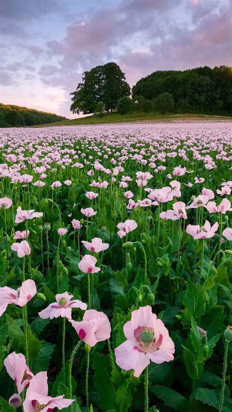 有没有关于花的壁纸？ - 知乎