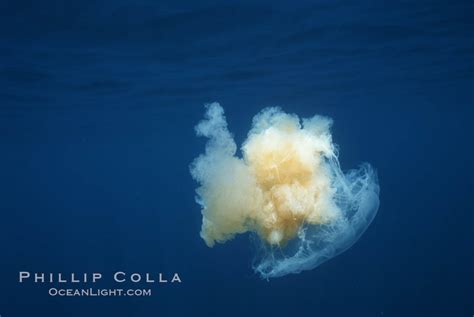 Fried Egg Jellyfish Photo, Fried Egg Jellyfish photos, Natural History Photography