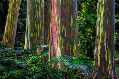 Rainbow eucalyptus forest | Flymeto