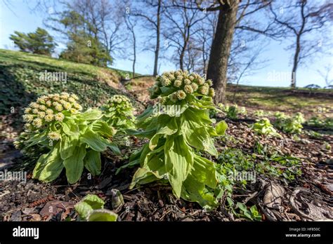 Petasites japonicus Japanese Giant butterbur or fuki, Plant growing in ...