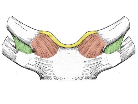 The Sternoclavicular Joint - Structure - Movement - TeachMeAnatomy