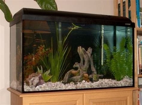 Setting Up a 32 Gallon Aquarium - HubPages