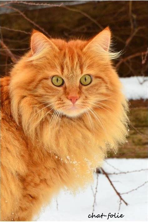 Tabby Cats Orange NORWEGIAN FOREST CATS MAY BE MORE UNIQUE THAN YOU KNOW! - Norwegian Forest ...