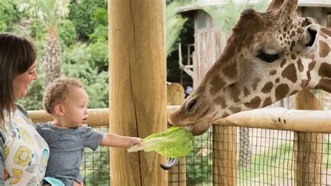 San Antonio Zoo - tickets, prices, discount, animals to see, train ride