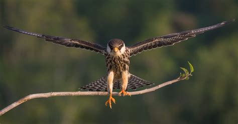 Types of Falcon Species - BirdLife International