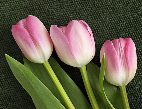 Pink Tulips on Black | Pink tulips, Tulips, Flower pictures