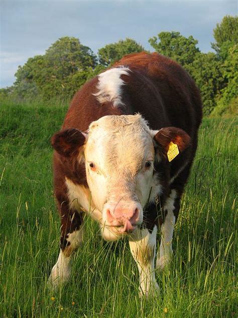 Hereford bull calf [IMAGE] | EurekAlert! Science News Releases