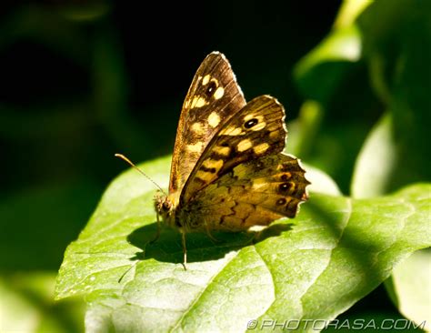 Speckled Wood Butterfly - Photorasa Free HD Photos