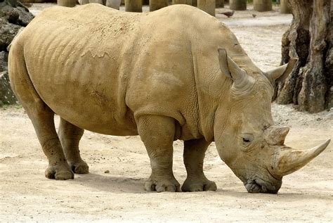 Free picture: African, rhinoceros, animal