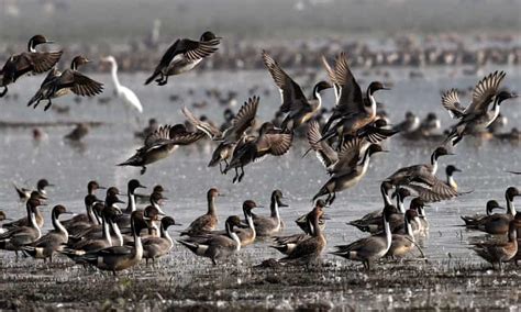 Birdwatch: among oft-ignored ducks, pintail is the epitome of elegance | Birds | The Guardian