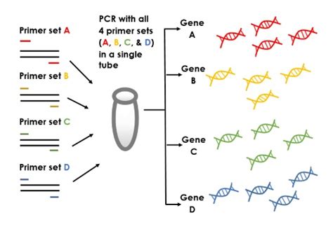 Polymerase chain reaction (PCR) – Science of Healthy