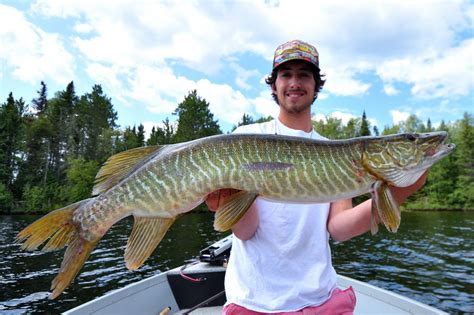 Is it a muskie, pike or tiger? Here's how the experts identify these ...