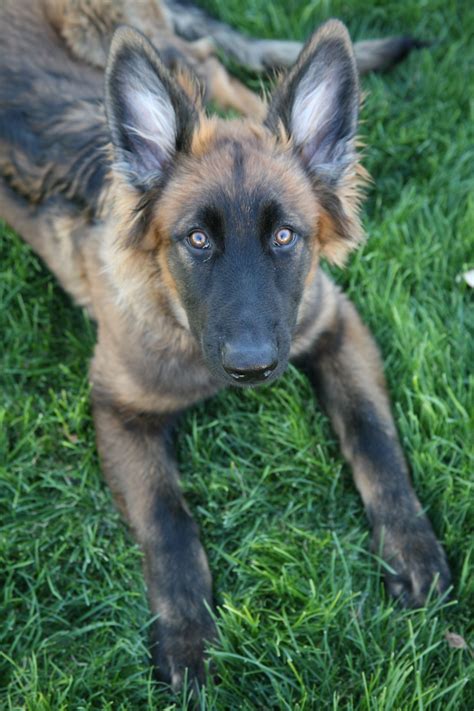 Fluffy Blue German Shepherd Puppies - Pets Lovers